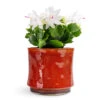 Schlumbergera - Christmas Cactus - White
