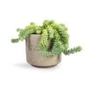Sedum Burrito - Donkey Tail 1 Sedum Burrito - Donkey Tail -Hortology Plants Shop Sedum Burrito Donkey Tail 14x20cm Novi Plant Pot Grey Washed 18x15.5cm 13017a12 041d 43f4 b07d 8cc7fb9038ff