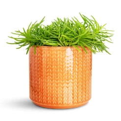 Chevron Plant Pot - Sienna 12 Chevron Plant Pot - Sienna -Hortology Plants Shop Senecio Himalaya 12x20cm Chevron Pot Sienna 15x15cm 1