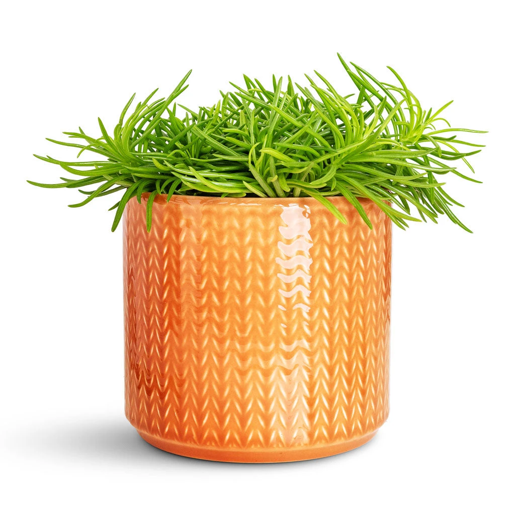 Chevron Plant Pot - Sienna 7 Chevron Plant Pot - Sienna - Image 5