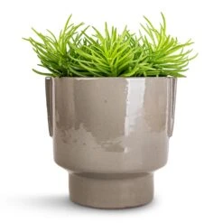 Aries Handles Plant Pot - Charcoal 19 Aries Handles Plant Pot - Charcoal -Hortology Plants Shop Senecio Himalaya Himalaya Groundsel 12x20cm Aries Handles Plant Pot Charcoal 14x15cm 2c847260 5d92 4c7a 9039 eb3add7f8f13