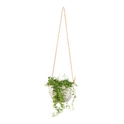 Dot Hanging Indoor Pot 14 Dot Hanging Indoor Pot -Hortology Plants Shop Senecio herreianus String of Beads 12x20cm Dot Hanging Indoor Pot 14x10cm d00f743a 299b 4215 a755 df2832ddd204