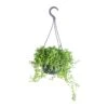 Senecio Peregrinus - String Of Dolphins -Hortology Plants Shop Senecio peregrinus String of Dolphins 15x25cm 2