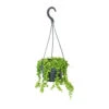Senecio Rowleyanus - String Of Pearls -Hortology Plants Shop Senecio rowleyanus String of Beads