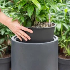 Solid Cylinder Planter - Dark Grey -Hortology Plants Shop Solid Cylinder Planter Dark Grey 1