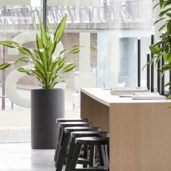 Solid Cylinder Planter - Dark Grey -Hortology Plants Shop Solid Cylinder Planter Dark Grey 3