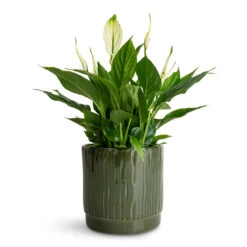 Stella Plant Pot - Sage 10 Stella Plant Pot - Sage -Hortology Plants Shop Spathiphyllum Bellini 13x40cm Stella Pot Sage 16x14cm 2 1