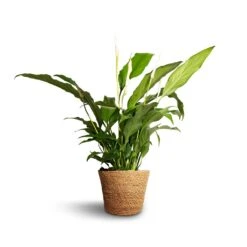 Spathiphyllum Bellini - Peace Lily 20 Spathiphyllum Bellini - Peace Lily -Hortology Plants Shop Spathiphyllum Bellini Peace Lily 13x40cm Igmar Plant Basket Natural 15x12cm e38284c0 312d 4468 9b9c f46982abe0d9