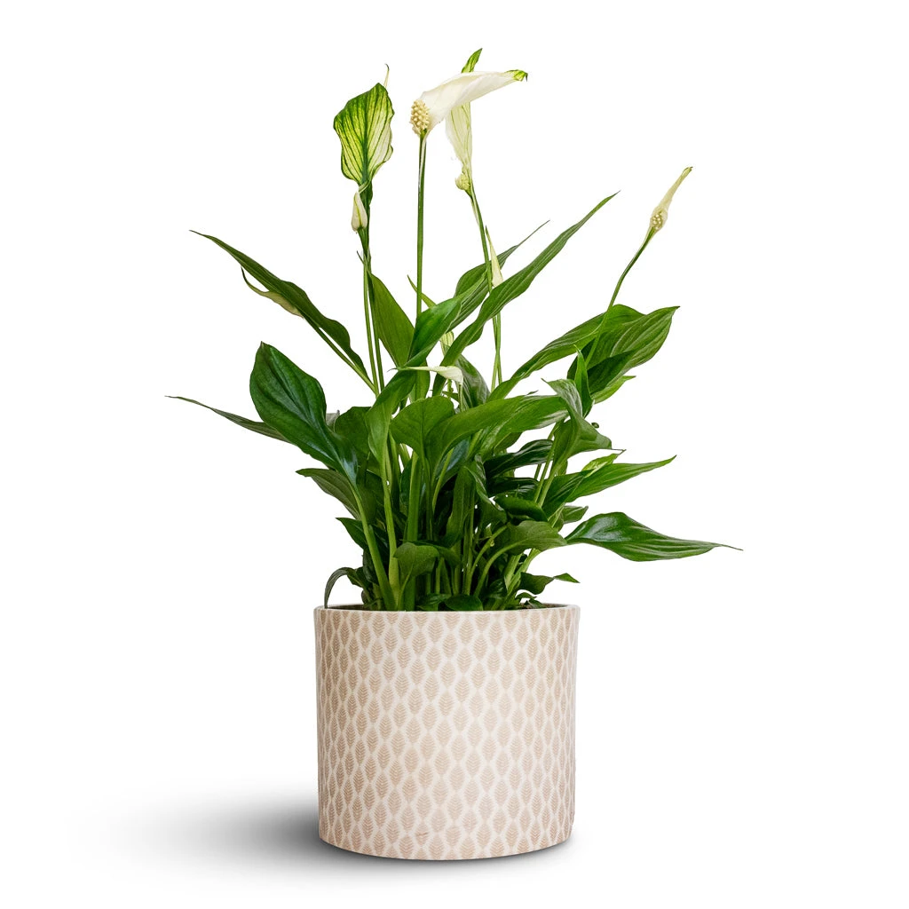 Spathiphyllum Bellini - Peace Lily 12 Spathiphyllum Bellini - Peace Lily - Image 10