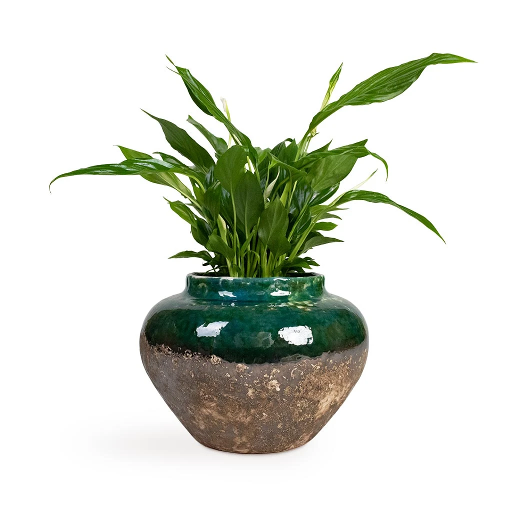 Lindy Jar Plant Pot - Black Green 4 Lindy Jar Plant Pot - Black Green - Image 2