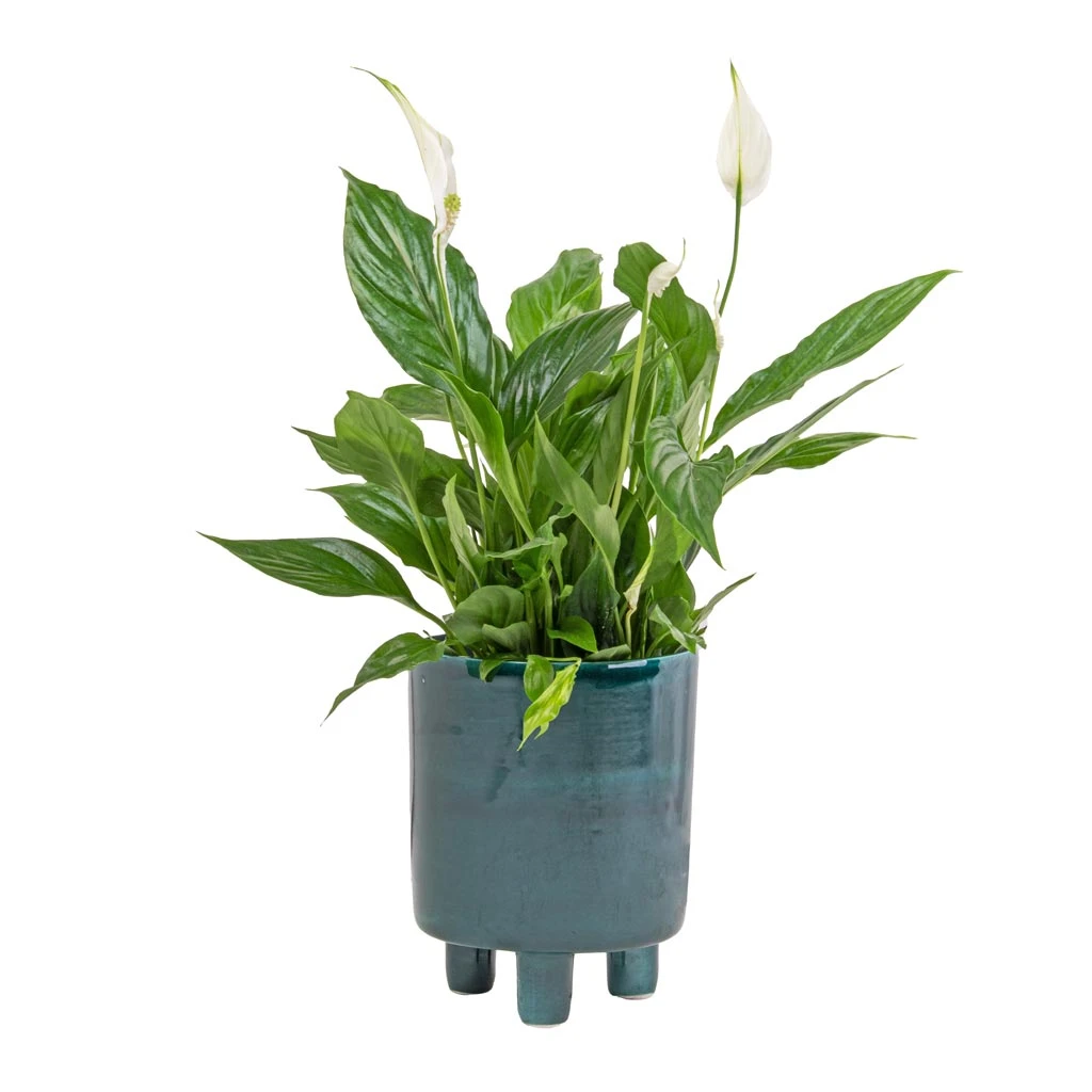 Spathiphyllum Bellini - Peace Lily 11 Spathiphyllum Bellini - Peace Lily - Image 9