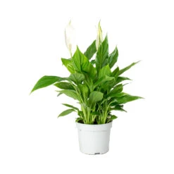 Spathiphyllum Bellini - Peace Lily 19 Spathiphyllum Bellini - Peace Lily -Hortology Plants Shop Spathiphyllum Bellini Peace Lily