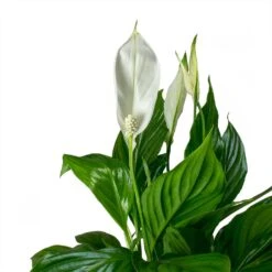 Spathiphyllum Bellini - Peace Lily 23 Spathiphyllum Bellini - Peace Lily -Hortology Plants Shop Spathiphyllum Bellini Peace Lily Leaves