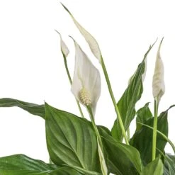 Spathiphyllum Bellini - Peace Lily 18 Spathiphyllum Bellini - Peace Lily -Hortology Plants Shop Spathiphyllum Bellini Peace Lily SWATCH