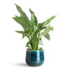 Spathiphyllum Diamond - Variegated Peace Lily 2 Spathiphyllum Diamond - Variegated Peace Lily -Hortology Plants Shop Spathiphyllum Diamond 14x70cm Iris Pot Turquoise 18x15cm