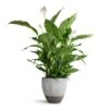 Spathiphyllum Sebastiano - Peace Lily 1 Spathiphyllum Sebastiano - Peace Lily -Hortology Plants Shop Spathiphyllum Sebastiano Peace Lily Jesslyn Plant Pot Ridged White Stripe 33x29cm