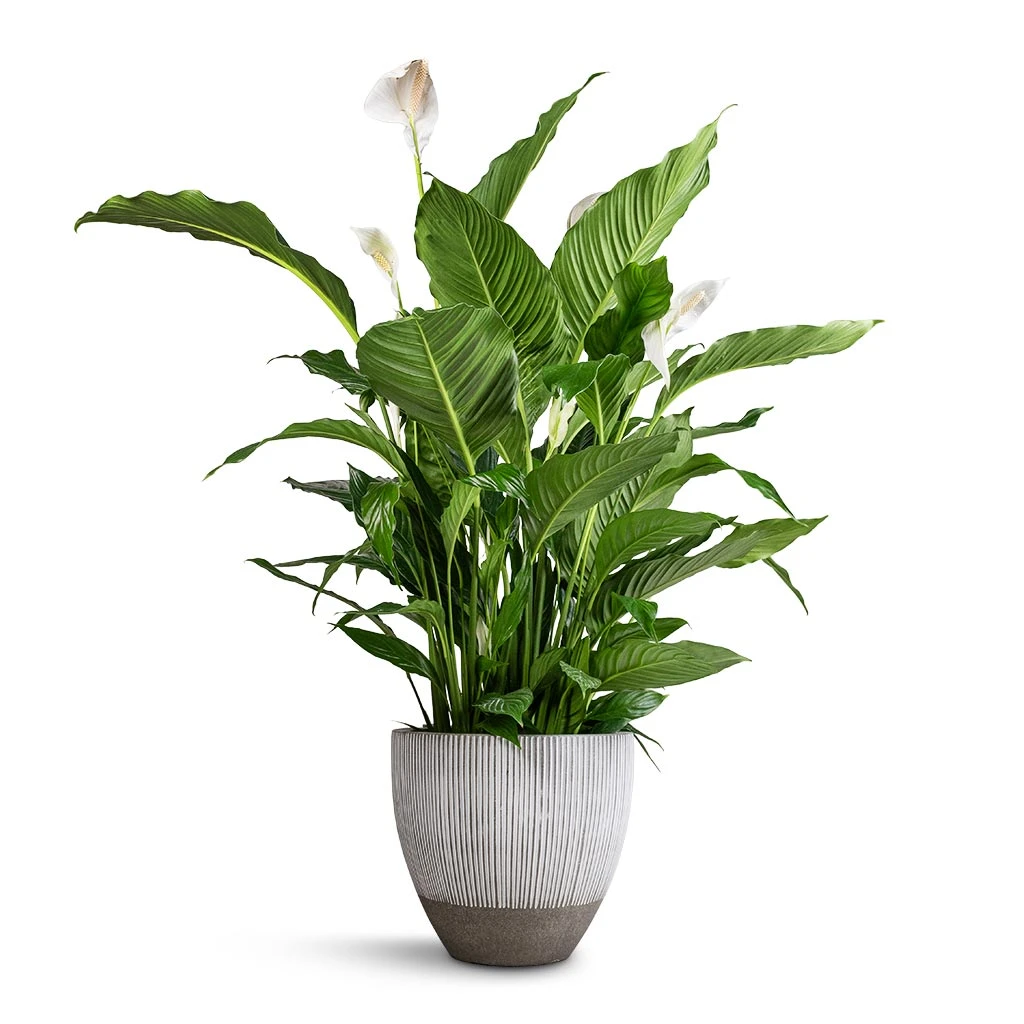 Jesslyn Ridged Plant Pot - White Stripe 5 Jesslyn Ridged Plant Pot - White Stripe - Image 3