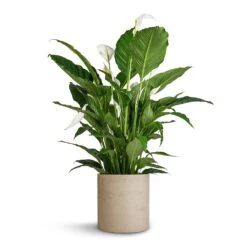 Max Plant Pot - Grey Washed 10 Max Plant Pot - Grey Washed -Hortology Plants Shop Spathiphyllum Sebastiano Peace Lily Max Plant Pot Grey Washed 30x30cm 35d78735 c772 4f21 906c 44c88db9a9ff