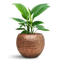 Opus Hammered Globe Planter - Gold 28 Opus Hammered Globe Planter - Gold -Hortology Plants Shop Spathiphyllum Sensation HydroCare in Baq Opus Hammered b7dd699d d526 450a 95af 6f4eb50d4224