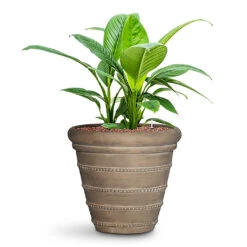 Treasure Selena Planter - Chalk Beige -Hortology Plants Shop Spathiphyllum Sensation HydroCare in Treasure Selena b359ddd7 cfd8 4b82 a08a cc810d7efc00