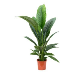 Spathiphyllum Sensation - Peace Lily -Hortology Plants Shop Spathiphyllum Sensation Peace Lily