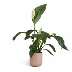 Spathiphyllum Sensation - Peace Lily -Hortology Plants Shop Spathiphyllum Sensation Peace Lily 24x120cm Lisbon Plant Pot Pink Clay 26x26cm 8c063182 6057 409c 87e7 9541ed1be840