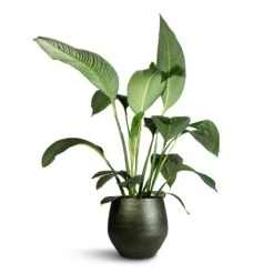 Noor Plant Pot - Velvet Green 24 Noor Plant Pot - Velvet Green -Hortology Plants Shop Spathiphyllum Sensation Peace Lily 24x120cm Noor Plant Pot Velvet Green 36x36cm af25956f 6811 45f4 8918 40fcc990cdb6