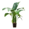 Spathiphyllum Sensation - Peace Lily - HydroCare 2 Spathiphyllum Sensation - Peace Lily - HydroCare -Hortology Plants Shop Spathiphyllum Sensation Peace Lily HydroCare 18 19x70cm