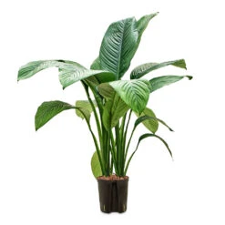 Spathiphyllum Sensation - Peace Lily - HydroCare