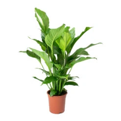 Spathiphyllum Sweet Lauretta - Peace Lily -Hortology Plants Shop Spathiphyllum Sweet Lauretta Peace Lily