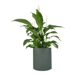 Spathiphyllum Sweet Lauretta - Peace Lily -Hortology Plants Shop Spathiphyllum Sweet Lauretta Peace Lily 24x90cm Max Refined Planter Pine Green 29x29.5cm