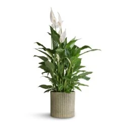 Azalea Ribbed Plant Pot - Speckled Green Stone -Hortology Plants Shop Spathiphyllum Vivaldi Peace Lily 17x70cm Azalea Ribbed Plant Pot Speckled Green Stone 20x20cm