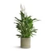 Spathiphyllum Vivaldi - Peace Lily 1 Spathiphyllum Vivaldi - Peace Lily -Hortology Plants Shop Spathiphyllum Vivaldi Peace Lily 17x70cm Azalea Ribbed Plant Pot Speckled Green Stone 20x20cm ec9c6036 a94d 431c b00f fe3bff47f9d1