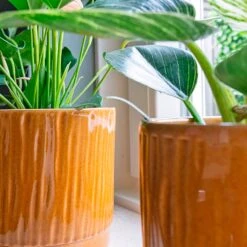 Stella Plant Pot - Mustard -Hortology Plants Shop Stella mustard 03