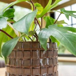 Stian Plant Pot - Lavender Candy -Hortology Plants Shop Stian Deep Lavender 2