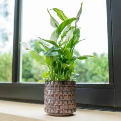 Stian Plant Pot - Lavender Candy -Hortology Plants Shop Stian Deep Lavender 4