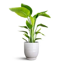 Sofia Plant Pot - Grey 13 Sofia Plant Pot - Grey -Hortology Plants Shop Strelitzia nicolai 17x65cm Sofia Pot Grey 19x19cm 1