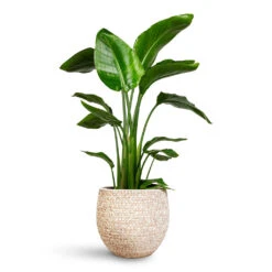 Ostia Plant Pot - Speckled 10 Ostia Plant Pot - Speckled -Hortology Plants Shop Strelitzia nicolai 21x100cm Ostia Pot Speckled 25x23cm