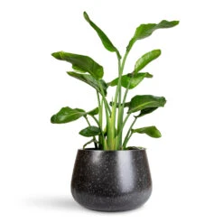 Terrazzo Darcy Planter - Black 16 Terrazzo Darcy Planter - Black -Hortology Plants Shop Strelitzia nicolai 24x110cm Terrazzo Darcy Planter Black 37x32cm 1