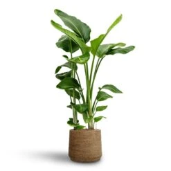 Patt Plant Pot - Straw Grass -Hortology Plants Shop Strelitzia nicolai Bird of Paradise Hydroculture 28 19 x 100cm Patt Plant Pot Straw Grass 35 x 30cm