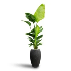 Raindrop Tall Balloon Planter - Anthracite -Hortology Plants Shop Strelitzia nicolai Bird of Paradise Hydroculture Raindrop Tall Vase Planter Anthracite