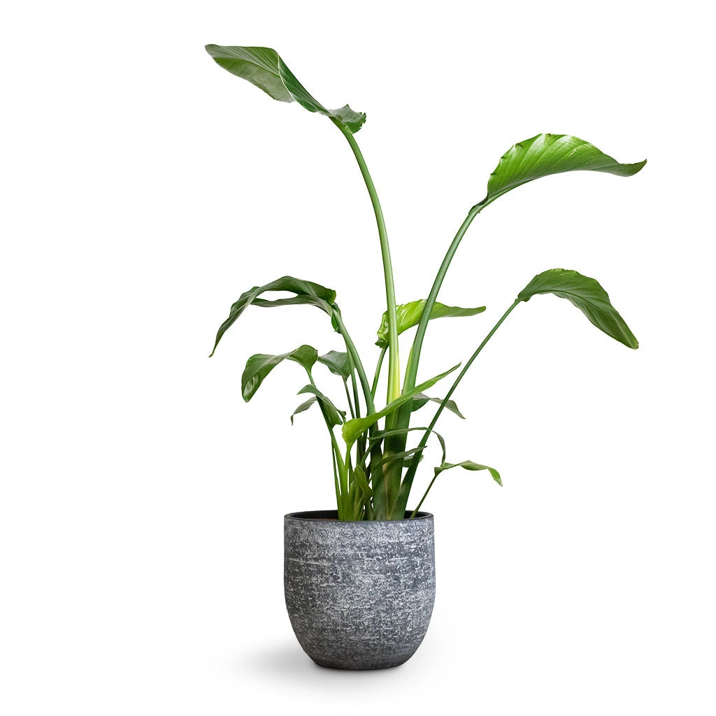 Cas Plant Pot - Anthracite 21 Cas Plant Pot - Anthracite - Image 19