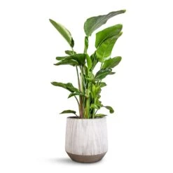 Harith Ridged Plant Pot - White Stripe -Hortology Plants Shop Strelitzia nicolai Giant White Bird of Paradise 29x140cm Harith Plant Pot Ridged White Stripe 42x38cm 5c45ee41 66ef 4c3b b30c 709027bbffa2
