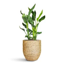 Cody Plant Pot - Straw Grass -Hortology Plants Shop Strelitzia reginea 20x70cm Cody Pot Straw Grass 33x32cm 1