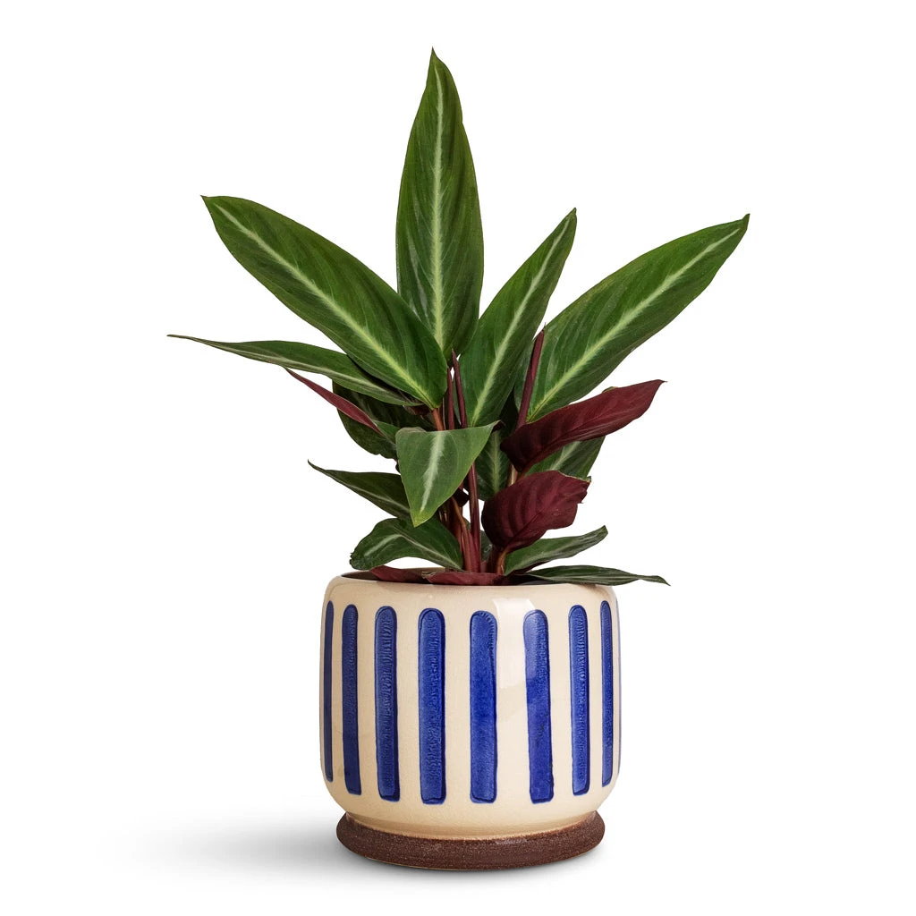 Stripe Plant Pot - Blue 6 Stripe Plant Pot - Blue - Image 4