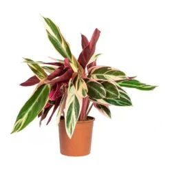 Stromanthe Sanguinea Triostar -Hortology Plants Shop Stromanthe sanguinea Triostar 14x55cm
