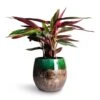 Stromanthe Sanguinea Triostar -Hortology Plants Shop Stromanthe sanguinea Triostar 14x55cm Lindy Plant Pot Black Green 30x25cm