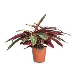 Stromanthe Sanguinea Triostar -Hortology Plants Shop Stromanthe sanguinea Triostar 19x70cm b7a94bb2 eeb5 474a 9510 57ad9bf61fda