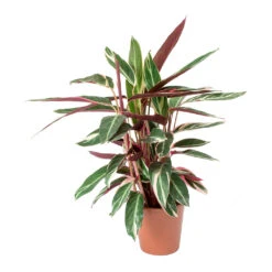 Stromanthe Sanguinea Triostar -Hortology Plants Shop Stromanthe sanguinea Triostar