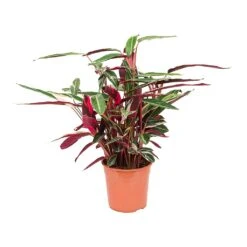 Stromanthe Sanguinea Triostar -Hortology Plants Shop Stromanthe sanguinea Triostar 27x80cm